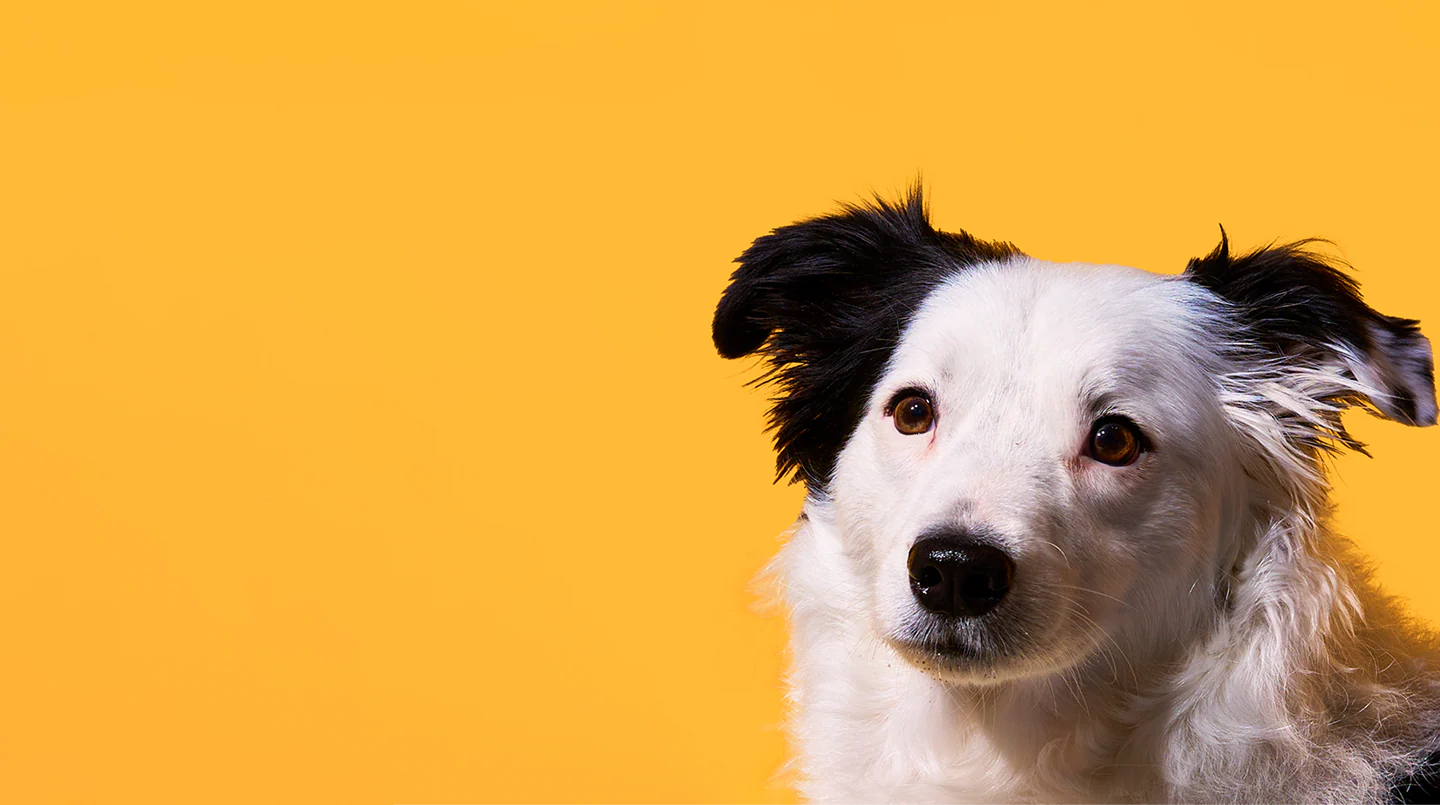 Premium Fuel for Happy Tails